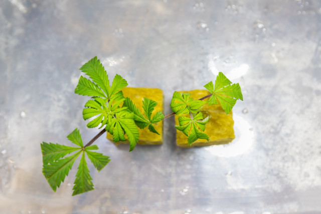 marijuana seedlings - featured image