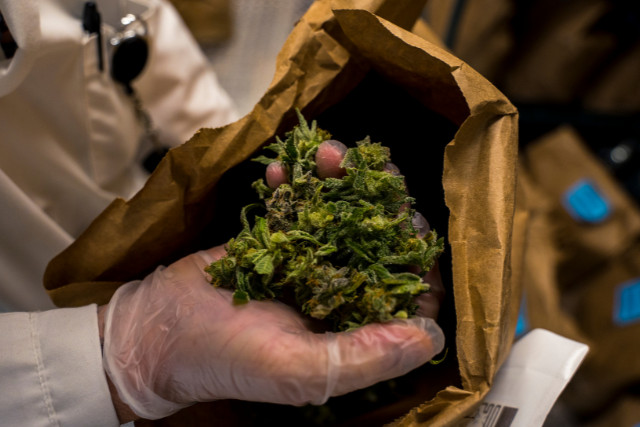 moist cannabis