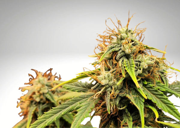 ILGM - best seeds reddit