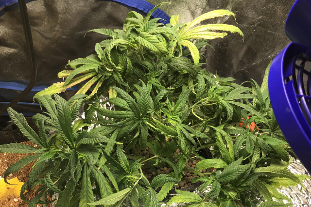 cannabis infested with gnats