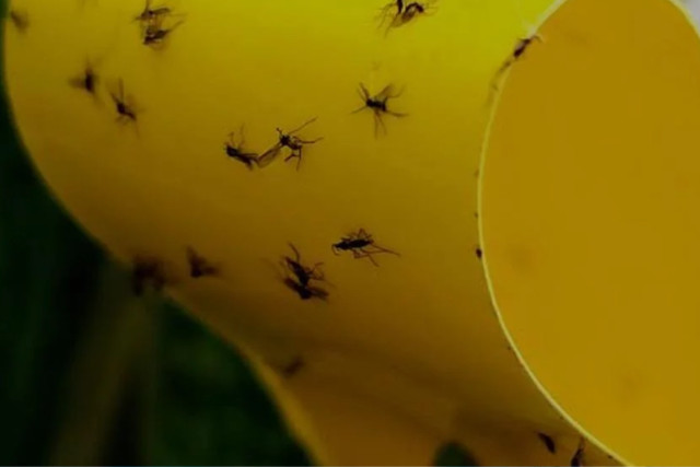 gnats on sticky paper