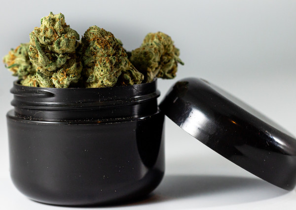 grandfather OG in a black container