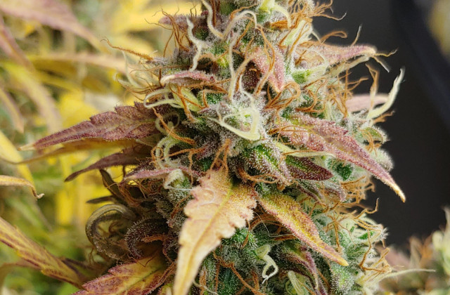 extreme impact auto