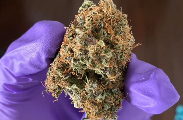 purple punch auto