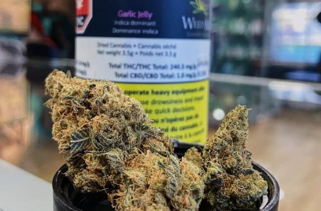 garlic jelly strain - featured image