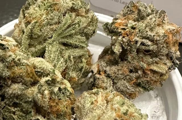 white widow feminized