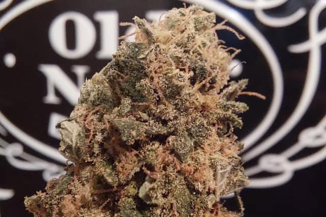 bcn critical xxl
