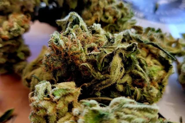 gorilla glue feminized
