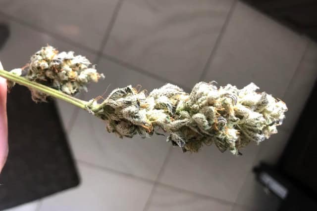 flapjacks strain - appearance