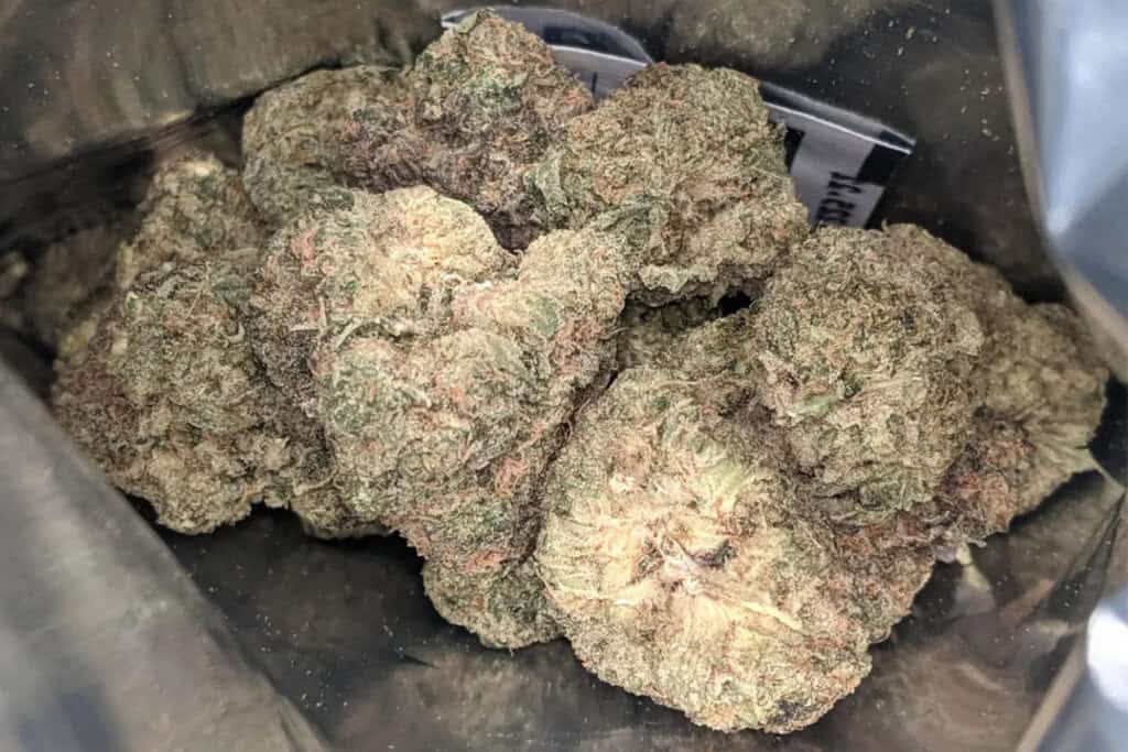 dough lato strain - appearance
