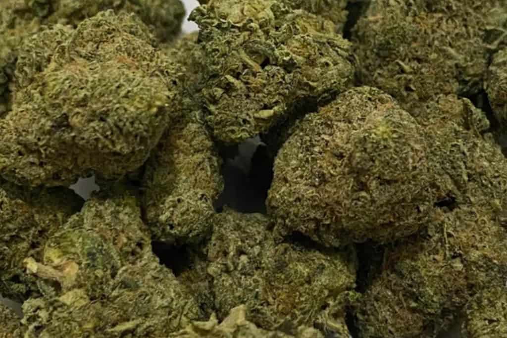 dough lato strain - featured image