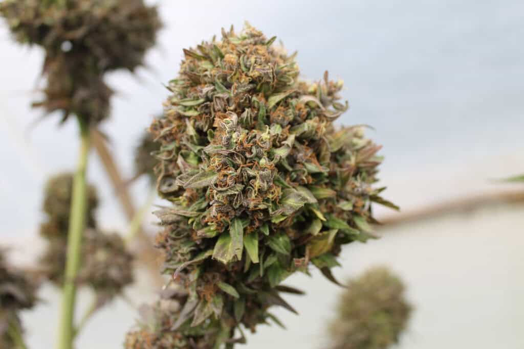 CBD strains Canada - featured image