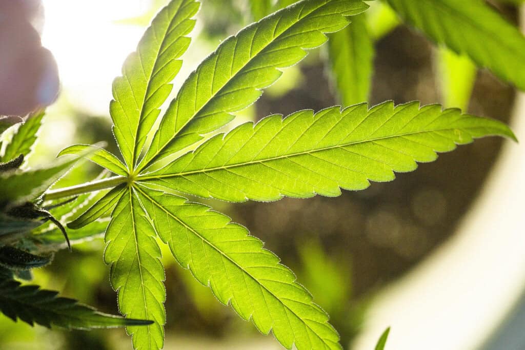 weed leaf