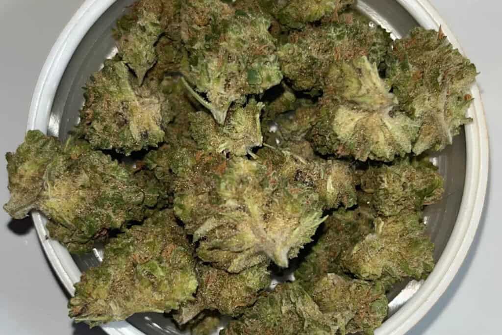 sugar black rose - HI