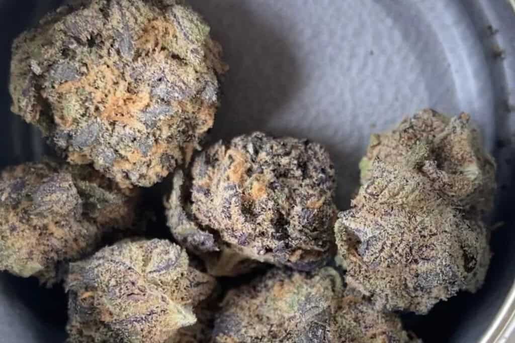 Sorbetto strain